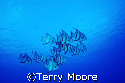 Atlantic Spade Fish in clear blue waters of the Turks & C... by Terry Moore 